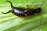 images of Bed Bugs Citronella images of Bed Bugs Citronella
