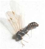 photos of Bed Bugs Citronella photos of Bed Bugs Citronella