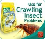 pictures of Bed Bugs Oklahoma State