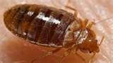 Bed Bugs Oklahoma State images