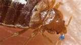 Bed Bugs Oklahoma State images