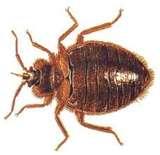 Bed Bugs Ak pictures