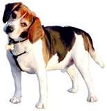 pictures of Bed Bugs Toy