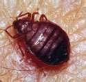 Bed Bugs Uky