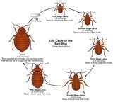 Bed Bugs Uky pictures