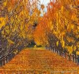 Bed Bugs Okanagan Valley photos
