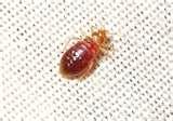 photos of Bed Bugs White