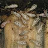 Bed Bugs Uky photos