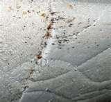 Bed Bugs Through Walls images