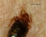 photos of Bed Bugs Uky