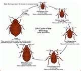 Bed Bugs Through Walls images