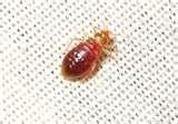 Bed Bugs White pictures