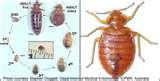 Bed Bugs White