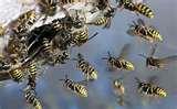 Bed Bugs E14 Bed Bugs E14