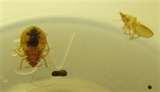 images of Bed Bugs White