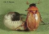 Bed Bugs Uky pictures