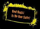 Bed Bugs June 2011 pictures