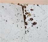 Bed Bugs Cincinnati Ohio pictures