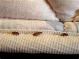 Bed Bugs T Shirt photos