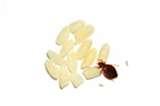 images of Bed Bugs Pc images of Bed Bugs Pc