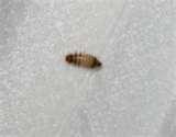 Bed Bugs Wyndham