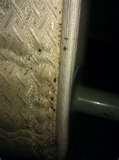 pictures of Bed Bugs June 2011
