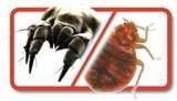images of Bed Bugs Pt