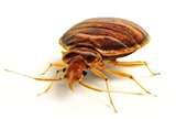 photos of Bed Bugs Pc photos of Bed Bugs Pc