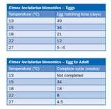 photos of Bed Bugs Is San Diego