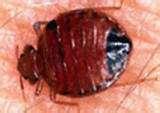 photos of Bed Bugs Problem