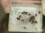 photos of Bed Bugs Vietnam