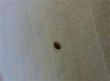 images of Bed Bugs Vietnam