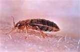 Bed Bugs Muscle Pain images