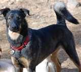 Bed Bugs Fear photos