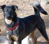 Bed Bugs Fear photos