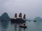 Bed Bugs Vietnam pictures