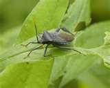 pictures of Bed Bugs Vietnam
