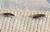 Bed Bugs Poop images