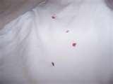 Bed Bugs Poop pictures