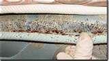 Bed Bugs After Treatment images