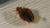 Bed Bugs Yahoo Health photos