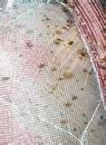 images of Bed Bugs Poop