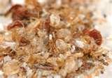Bed Bugs After Treatment pictures