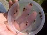 Bed Bugs Yahoo Health photos