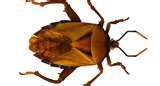 images of Bed Bugs Cbs