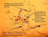 Bed Bugs Poop images