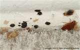 Bed Bugs Poop photos