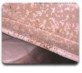 Bed Bugs Poop