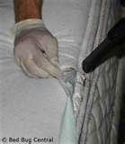 pictures of Bed Bugs After Treatment