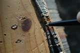 pictures of Bed Bugs Poop